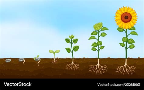 Diagram Of Plant Growth Stages Royalty Free Vector Image
