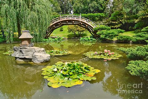 Japanese Garden With Moon Bridge And Lotus Pond With Koi Fish