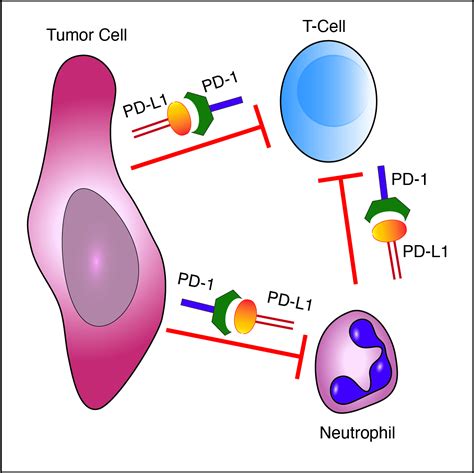 Pd L1 Structure