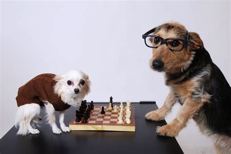 Play Chess Online With Your Pets