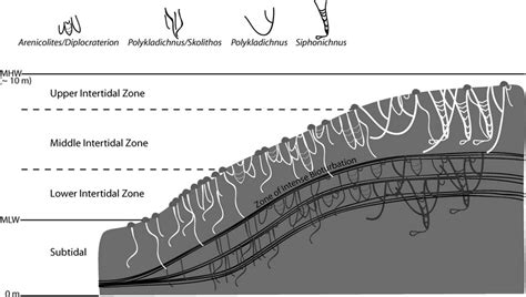 Schematic Diagram Of An Intertidal Point Bar Assemblage Substrate Is