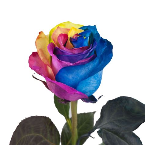 Tinted Rainbow Roses 50 Cm Fresh Cut 50 Stems
