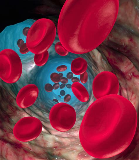 Red Blood Cells Photograph By Roger Harris Fine Art America