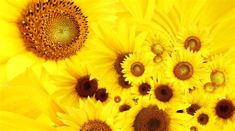 Yellow Sunflower Filament Hd Yellow Wallpapers Hd