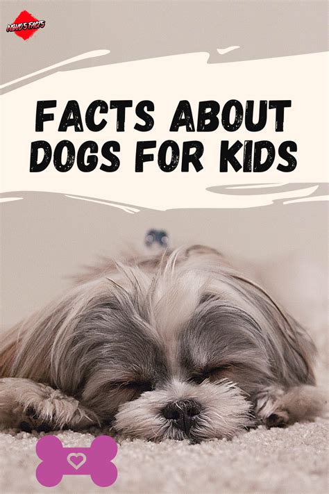 Facts About Dogs For Kids Dog Facts Dogs And Kids Best Dog Breeds