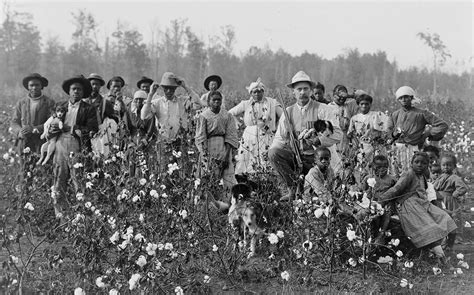 Cotton Plantations Samepassage