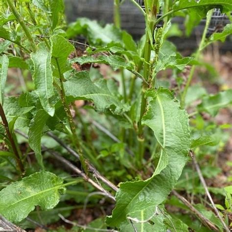 16 Common Wild Edible Plants And Their Uses Mama On The Homestead