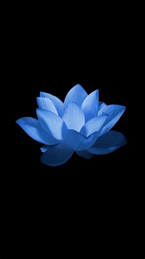 Blue Lotus Flower Hd Phone Wallpaper Peakpx