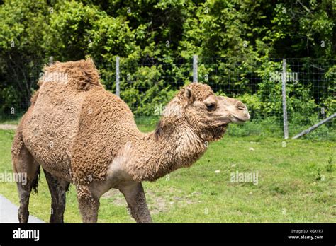 Portrait of a Dromadery, also called the Arabian camel, is the tallest