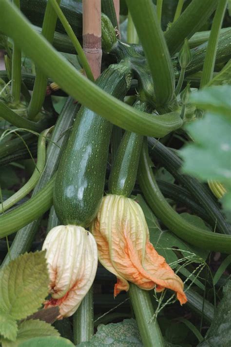 How To Grow Zucchini The Complete Guide
