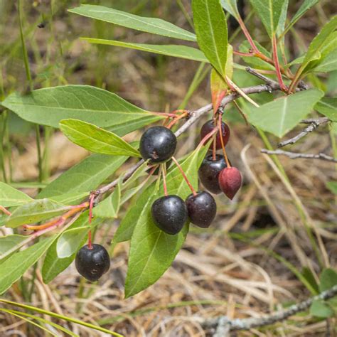 Guide To Sand Cherry Prunus Pumila Harvesting And Cooking