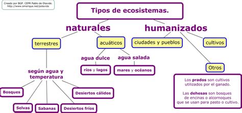 Mapa Conceptual De Ecosistemas Terrestres Y Acuaticos Hayes