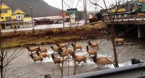 Elk Migration In Maggie Valley Favorite Places And Spaces Pinterest