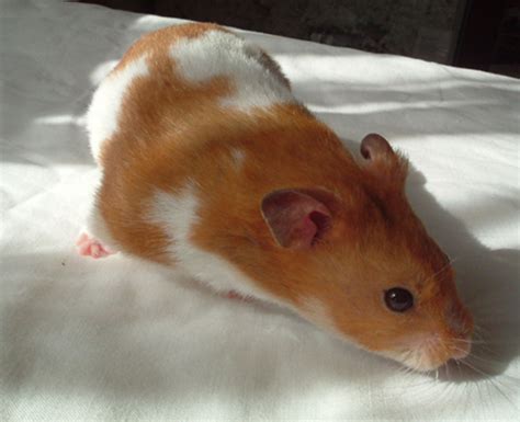 Syrian Hamsters Behavior And Generalities ~ Hamster Care And Advice