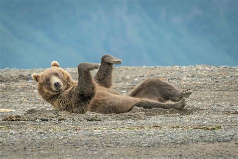 Comedy Wildlife Photography Awards Reveals Funniest Entries For 2020