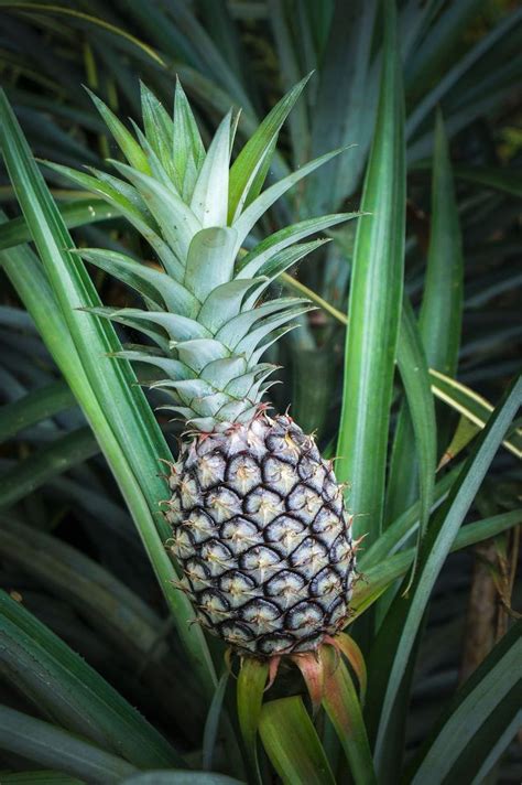 Heres How To Grow A Pineapple At Home In 5 Simple Steps Growing