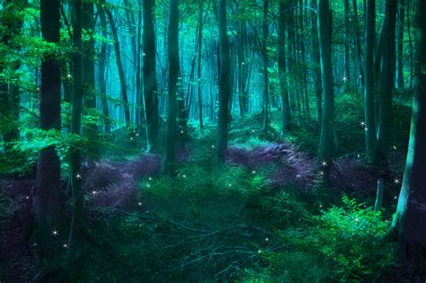 Hình nền rừng ma thuật Top Những Hình Ảnh Đẹp