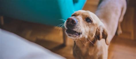 What To Do When A Neighbors Dog Wont Stop Barking Rent Blog