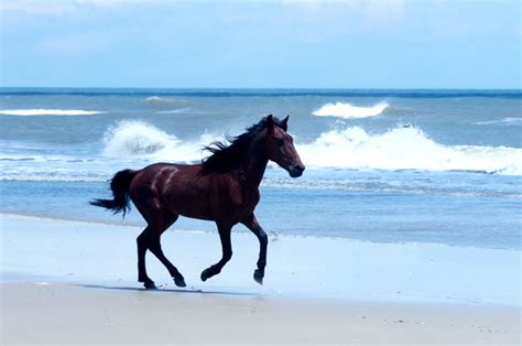 How To See The Wild Horses Of The Outer Banks Carolina Traveler