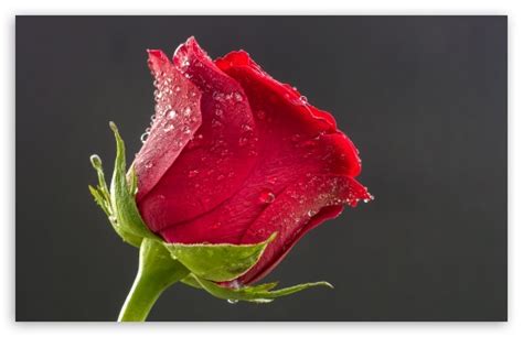 Rose 4K Wallpaper, Cool Rose 4K, #27395