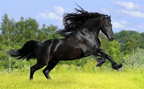 Beautiful Black Horse On A Field With Grass Hd Animals Wallpapers