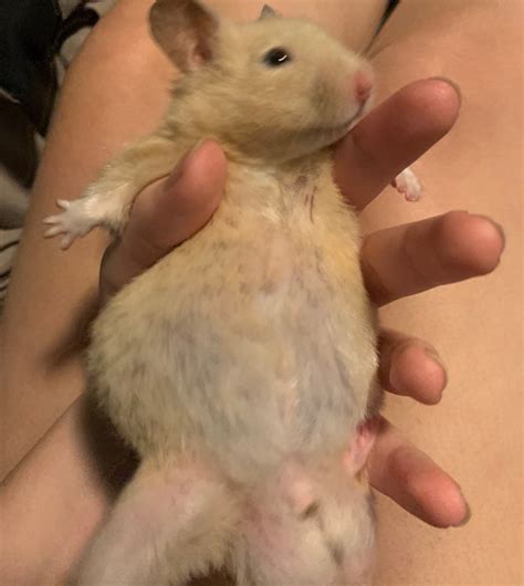 Hamsters Belly Looks Swollen Thriftyfun