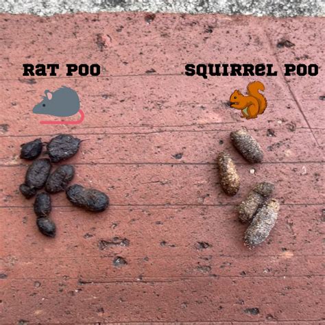 What Does Squirrel Poop Look Like Nocturnal Animals