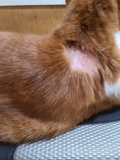 My Cat Has Skin Irritationlesions At The Application Site Of Bravecto
