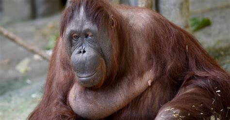 World S 2nd Oldest Female Orangutan Is Euthanized After Declining Health Huffpost