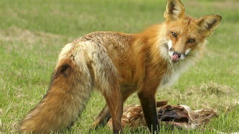 How To Protect Your Property From Fox Invasions