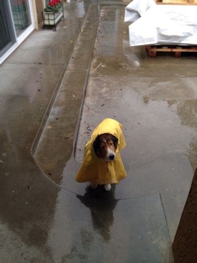 21 Really Funny Pictures That Prove Dogs Are The Best Thing Ever