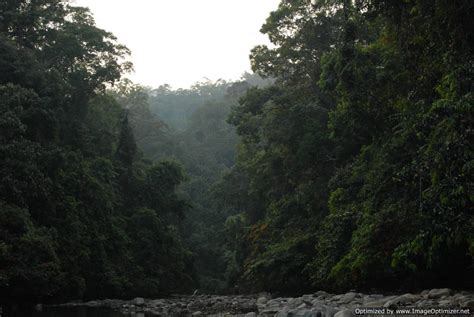 Rain Forest Tours Borneo Indonesia Kalimantan Jungle Adventure Safari