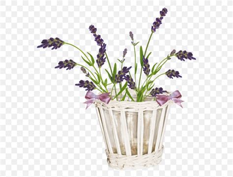 English Lavender French Lavender Cut Flowers Violet Png 600x623px
