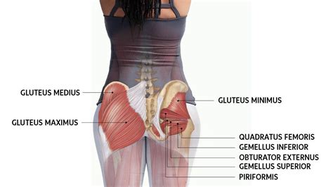 Get To Know Your Glute MusclesAnd How They Support Your Practice