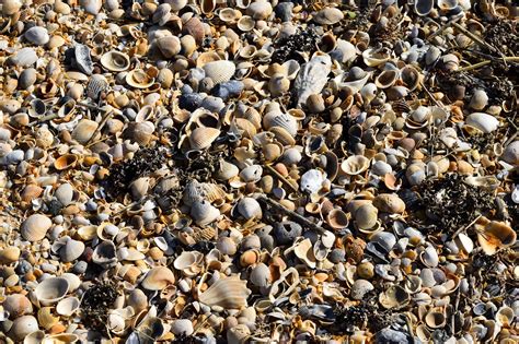 Beach Shells Background Backdrop Free Photo On Pixabay Pixabay