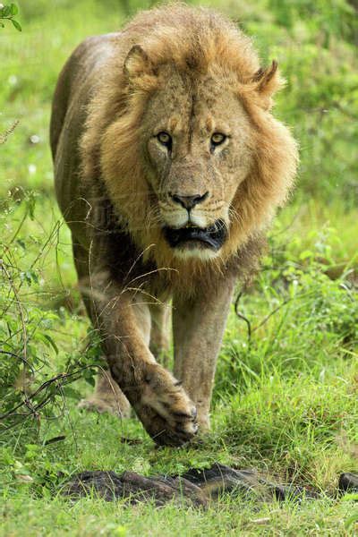 Large Adult Male Lion Walking Toward Camera Lake Nakuru National Park