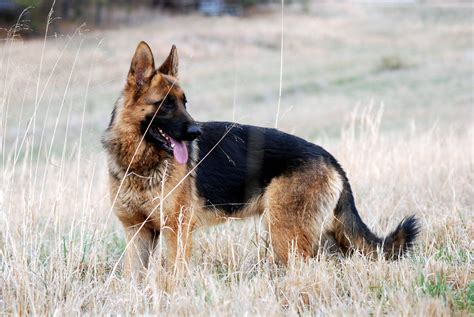 German Shepherd Dog Wallpapers Top Những Hình Ảnh Đẹp