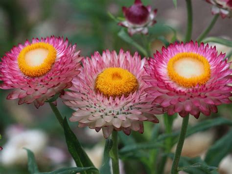 Xerochrysum Bracteatum ‘shades Of Pink Strawflower Daisy Gardening