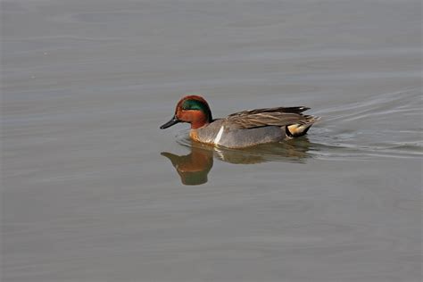 Green Winged Teal North Americas Smallest Dabbling Duck Flickr