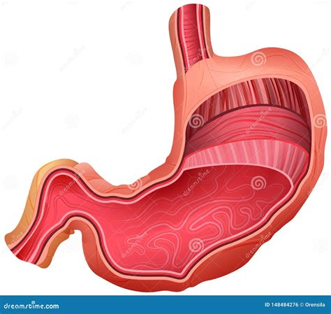 Human Stomach Inside Cut Layout Model Digestive System Isolated On