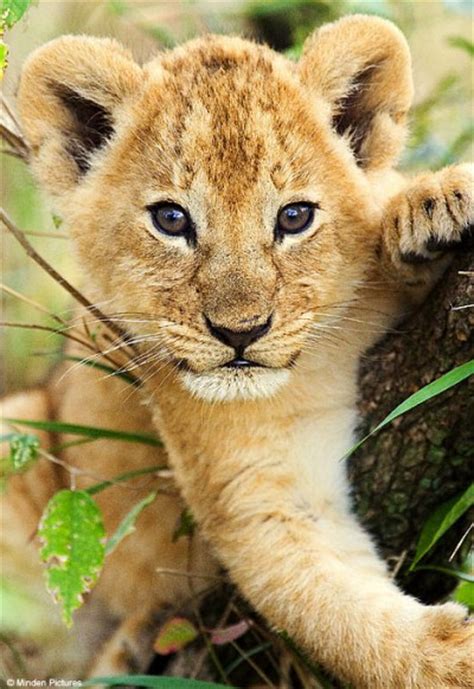 Top 10 Cutest Lion Cubs Cute N Tiny