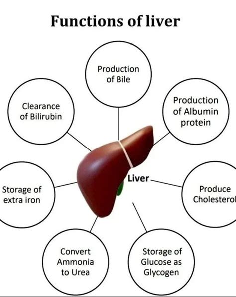 Functions Of Liver Medizzy