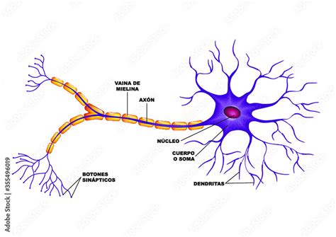Partes De La Neurona En Cerebro Humano Stock Vector Adobe Stock The