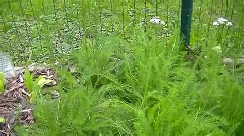 Yarrow From Seedling To Harvest Youtube