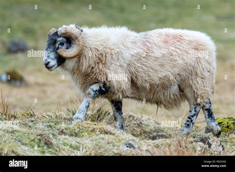 Scottish Blackface Sheep Isle Of Skye Scotland United Kingdom Stock