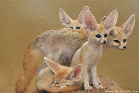 Interesting Facts About Fennec Foxes Just Fun Facts