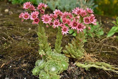 Types Of Hen And Chicks Succulents Unique And Interesting Facts About