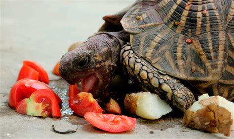 Alimentos Adecuados E Inadecuados Para Las Tortugas Lo Que Comen Y Lo