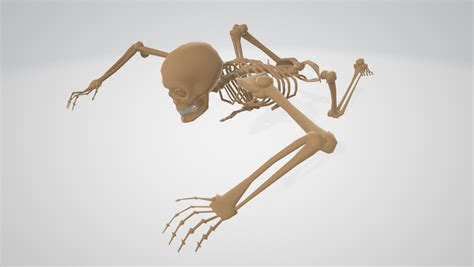 3d Skeleton Halloween Turbosquid 1589124