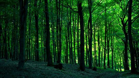 Green Forest Hd Wallpaper Background Image 1920x1080